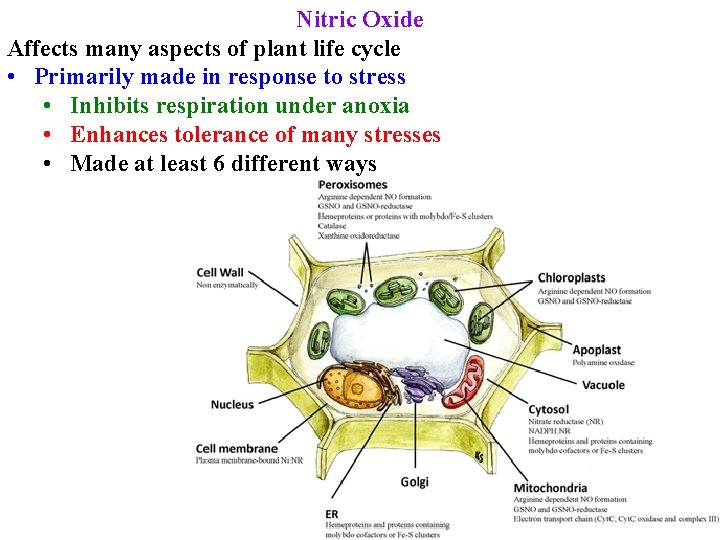 Nitric Oxide Affects many aspects of plant life cycle • Primarily made in response