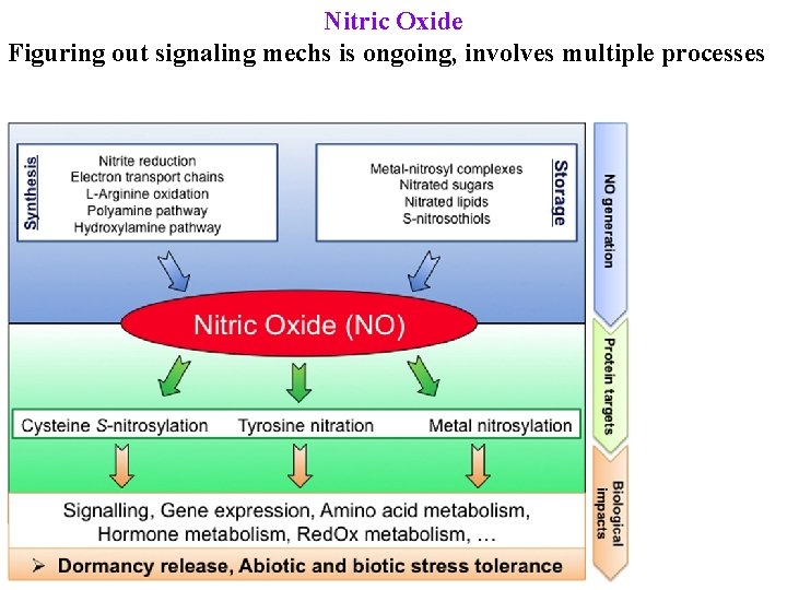 Nitric Oxide Figuring out signaling mechs is ongoing, involves multiple processes 