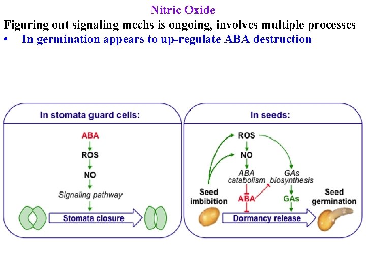 Nitric Oxide Figuring out signaling mechs is ongoing, involves multiple processes • In germination