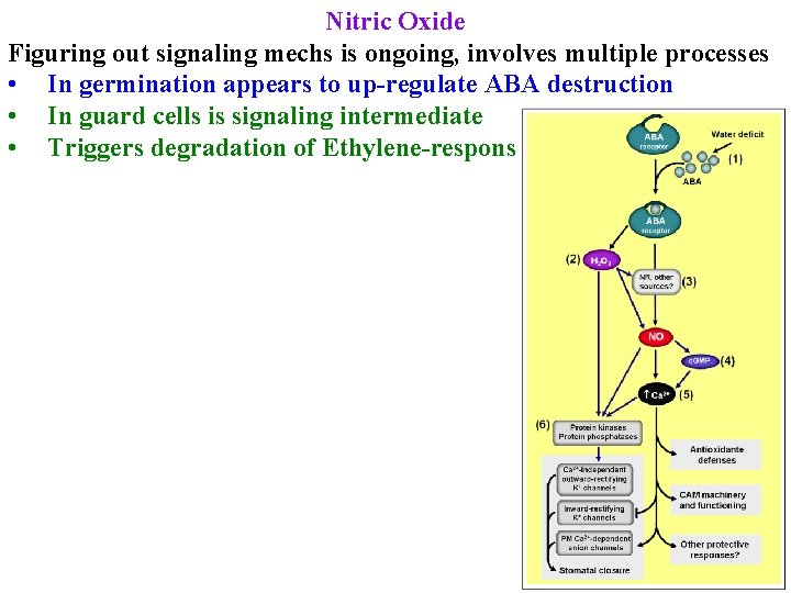 Nitric Oxide Figuring out signaling mechs is ongoing, involves multiple processes • In germination