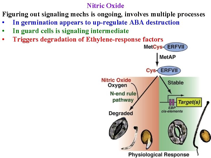 Nitric Oxide Figuring out signaling mechs is ongoing, involves multiple processes • In germination