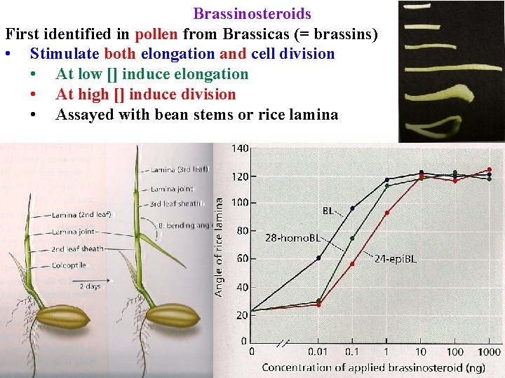Brassinosteroids First identified in pollen from Brassicas (= brassins) • Stimulate both elongation and