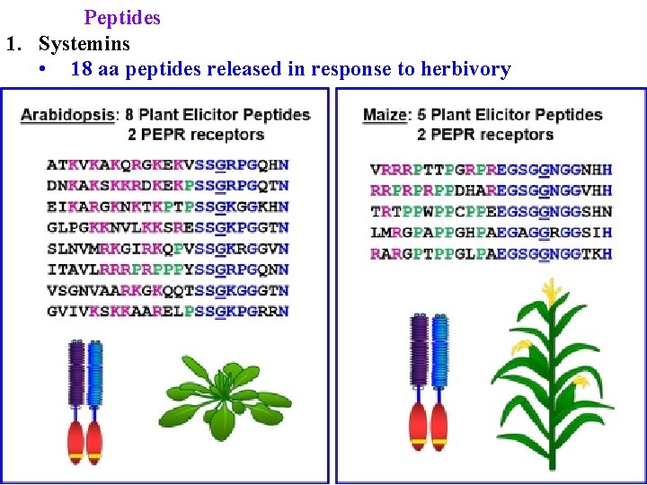 Peptides 1. Systemins • 18 aa peptides released in response to herbivory 