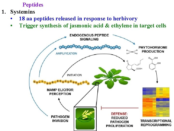 Peptides 1. Systemins • 18 aa peptides released in response to herbivory • Trigger