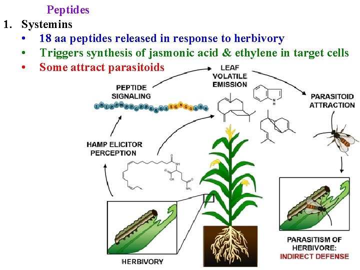 Peptides 1. Systemins • 18 aa peptides released in response to herbivory • Triggers
