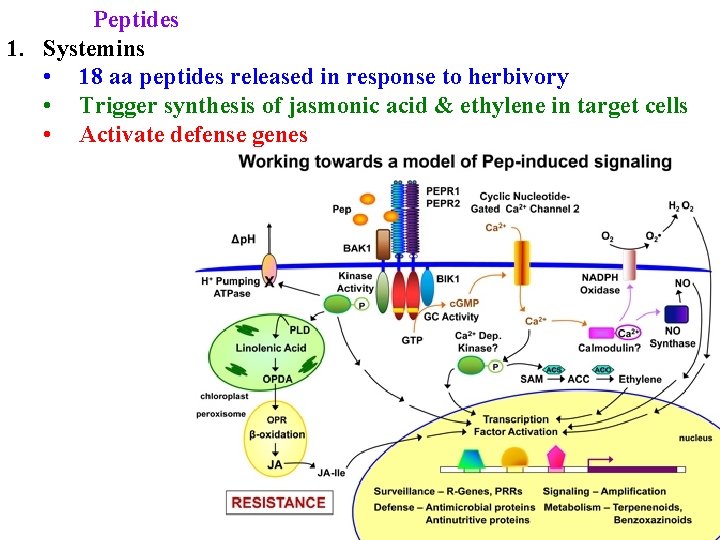 Peptides 1. Systemins • 18 aa peptides released in response to herbivory • Trigger