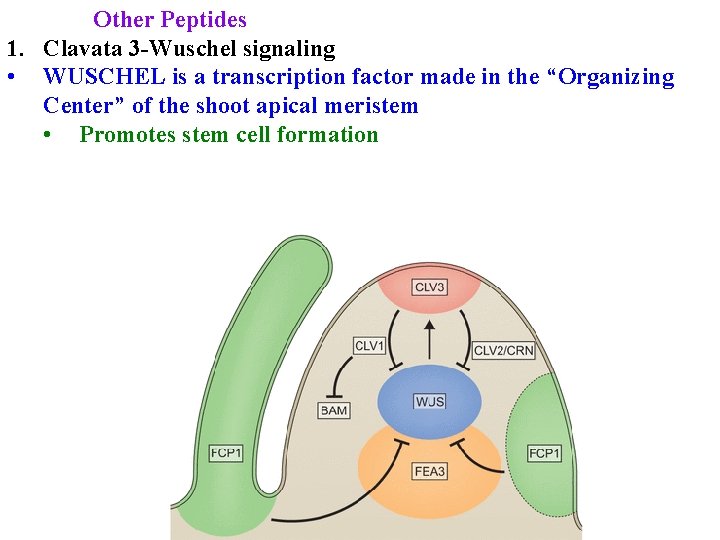 Other Peptides 1. Clavata 3 -Wuschel signaling • WUSCHEL is a transcription factor made