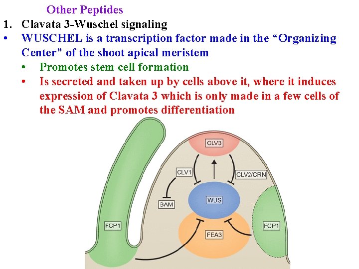 Other Peptides 1. Clavata 3 -Wuschel signaling • WUSCHEL is a transcription factor made