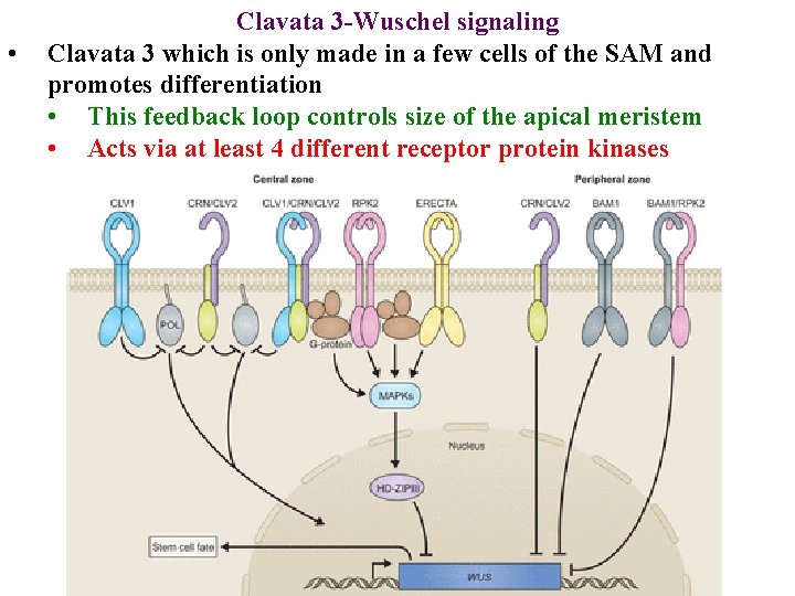  • Clavata 3 -Wuschel signaling Clavata 3 which is only made in a