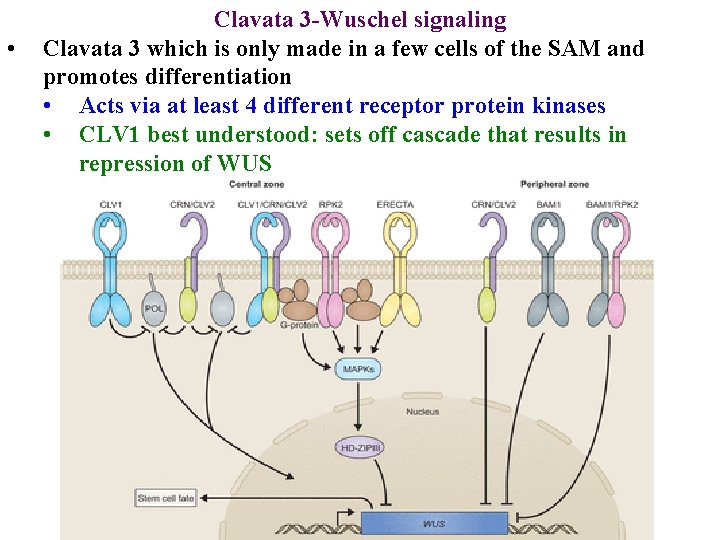  • Clavata 3 -Wuschel signaling Clavata 3 which is only made in a