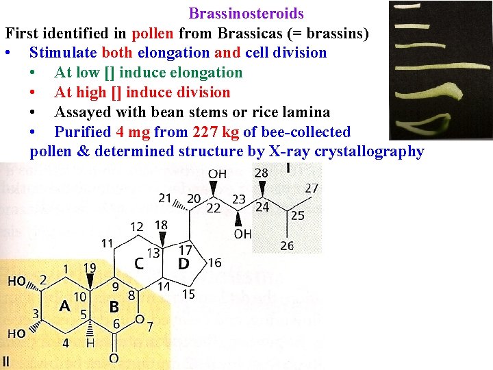 Brassinosteroids First identified in pollen from Brassicas (= brassins) • Stimulate both elongation and
