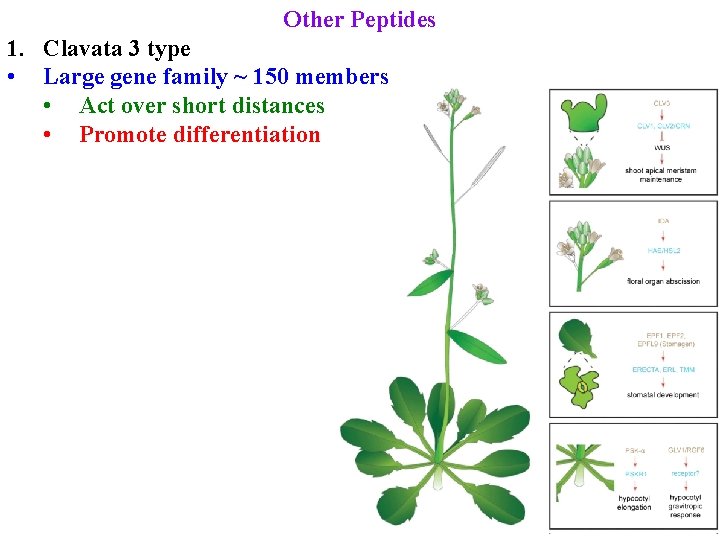 Other Peptides 1. Clavata 3 type • Large gene family ~ 150 members •