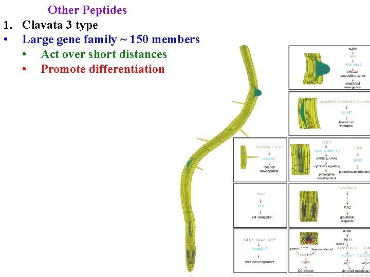 Other Peptides 1. Clavata 3 type • Large gene family ~ 150 members •