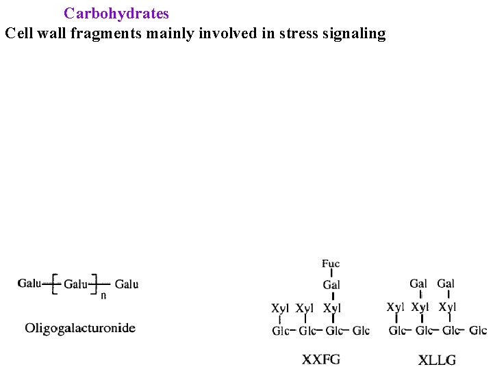 Carbohydrates Cell wall fragments mainly involved in stress signaling 