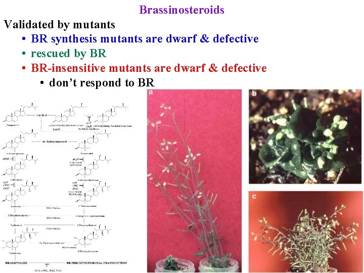 Brassinosteroids Validated by mutants • BR synthesis mutants are dwarf & defective • rescued