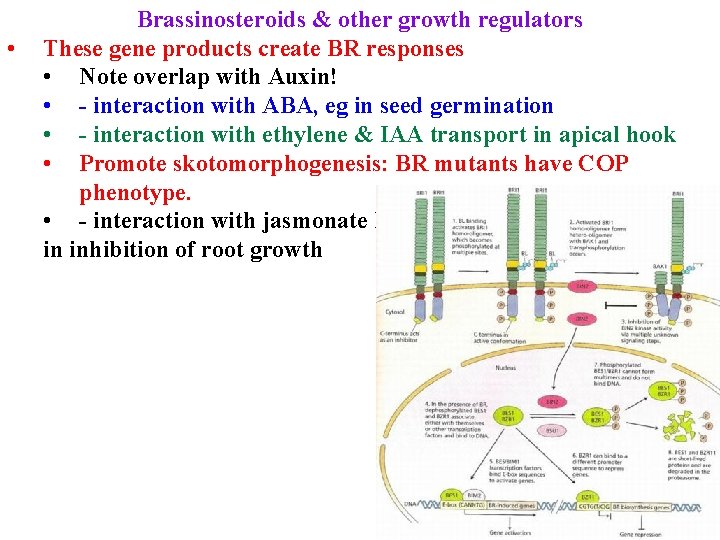  • Brassinosteroids & other growth regulators These gene products create BR responses •