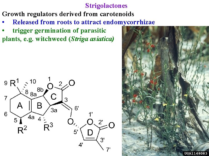 Strigolactones Growth regulators derived from carotenoids • Released from roots to attract endomycorrhizae •