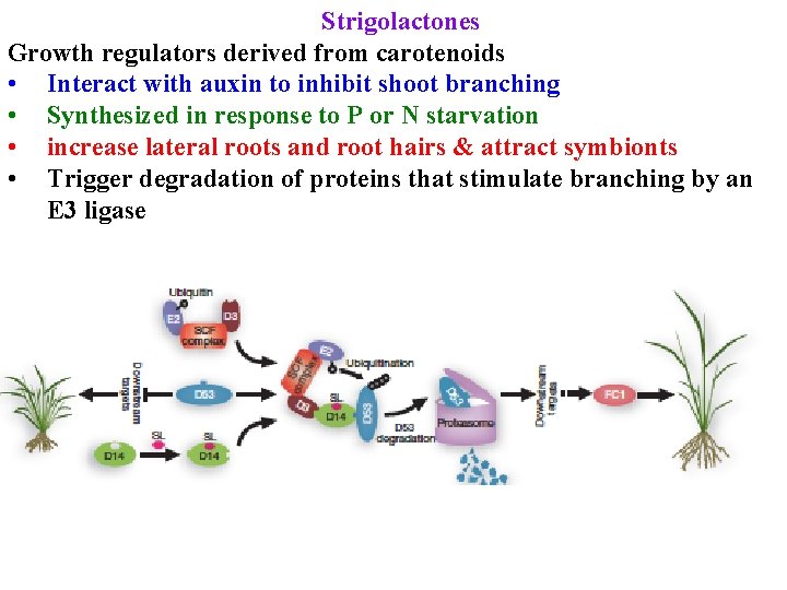 Strigolactones Growth regulators derived from carotenoids • Interact with auxin to inhibit shoot branching