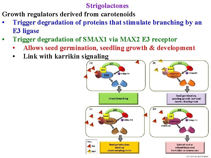 Strigolactones Growth regulators derived from carotenoids • Trigger degradation of proteins that stimulate branching