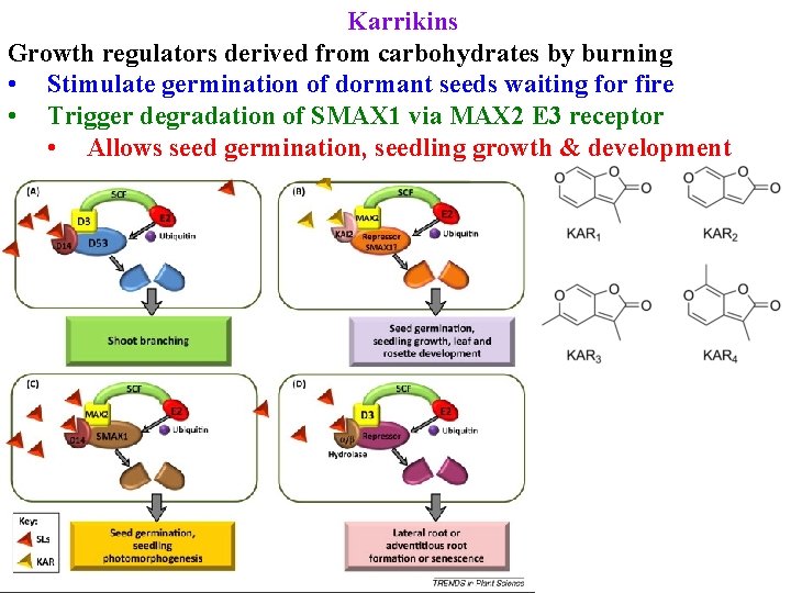 Karrikins Growth regulators derived from carbohydrates by burning • Stimulate germination of dormant seeds