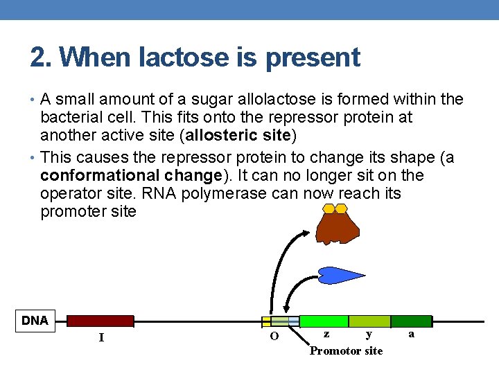 2. When lactose is present • A small amount of a sugar allolactose is