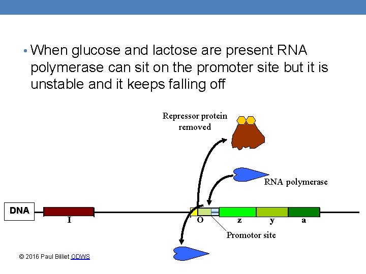  • When glucose and lactose are present RNA polymerase can sit on the