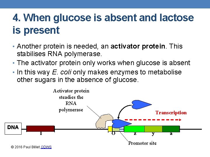 4. When glucose is absent and lactose is present • Another protein is needed,