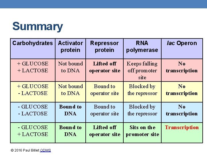 Summary Carbohydrates Activator protein Repressor protein RNA polymerase lac Operon + GLUCOSE + LACTOSE
