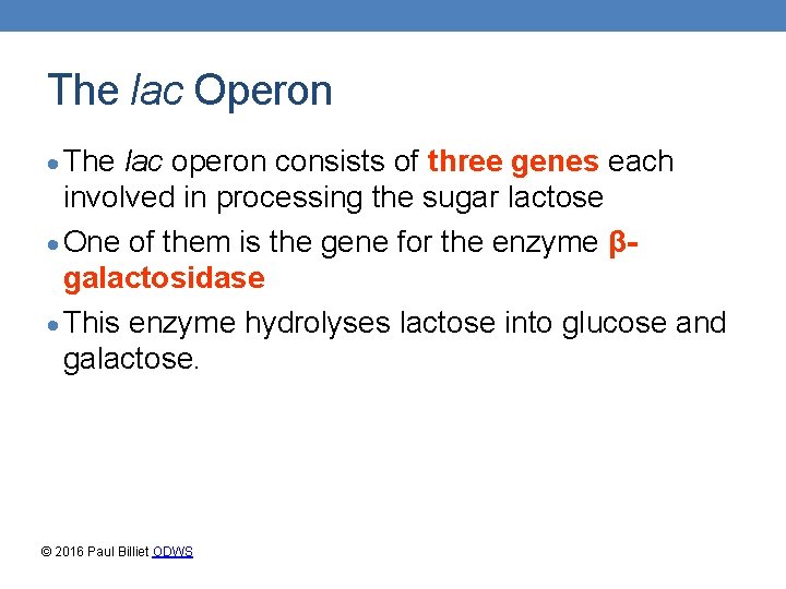 The lac Operon The lac operon consists of three genes each involved in processing