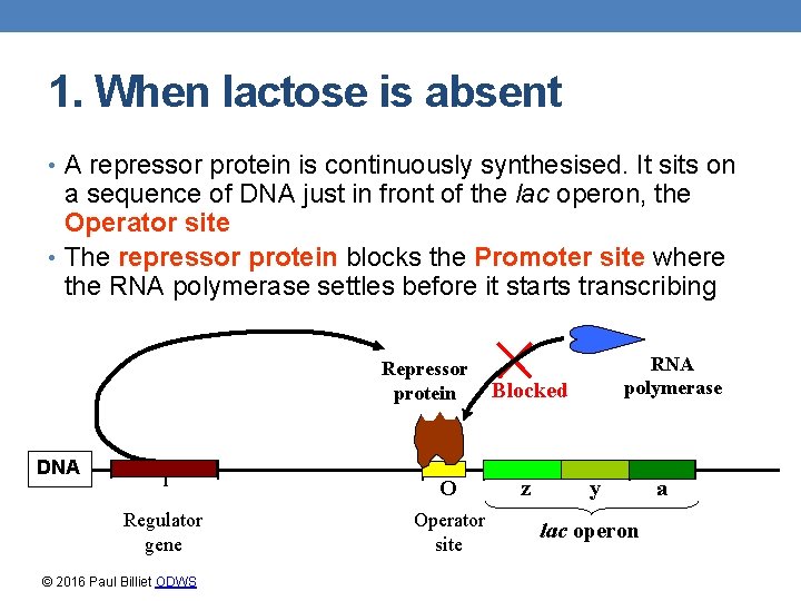 1. When lactose is absent • A repressor protein is continuously synthesised. It sits