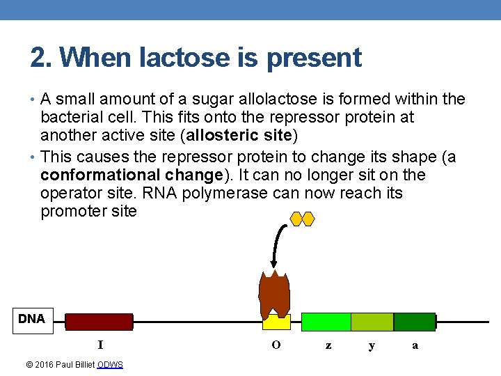 2. When lactose is present • A small amount of a sugar allolactose is