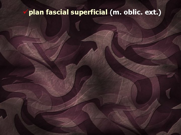 üplan fascial superficial (m. oblic. ext. ) 