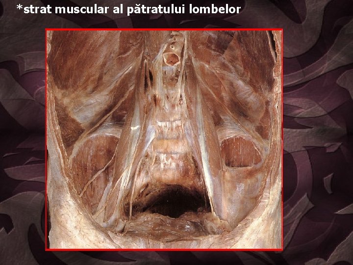 *strat muscular al pătratului lombelor 