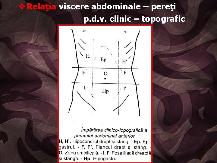 v Relaţia viscere abdominale – pereţi p. d. v. clinic – topografic 