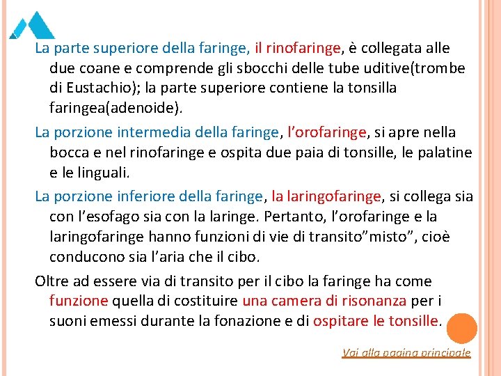 La parte superiore della faringe, il rinofaringe, è collegata alle due coane e comprende