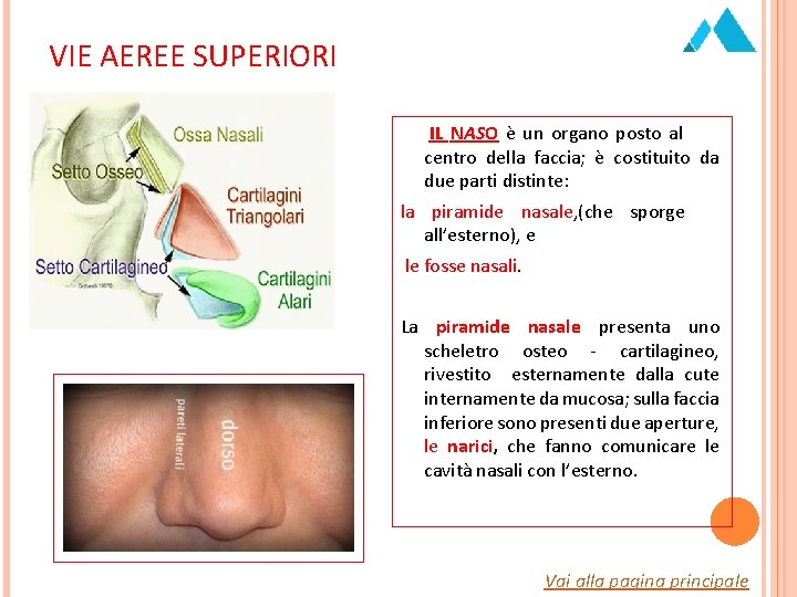 VIE AEREE SUPERIORI IL NASO è un organo posto al centro della faccia; è