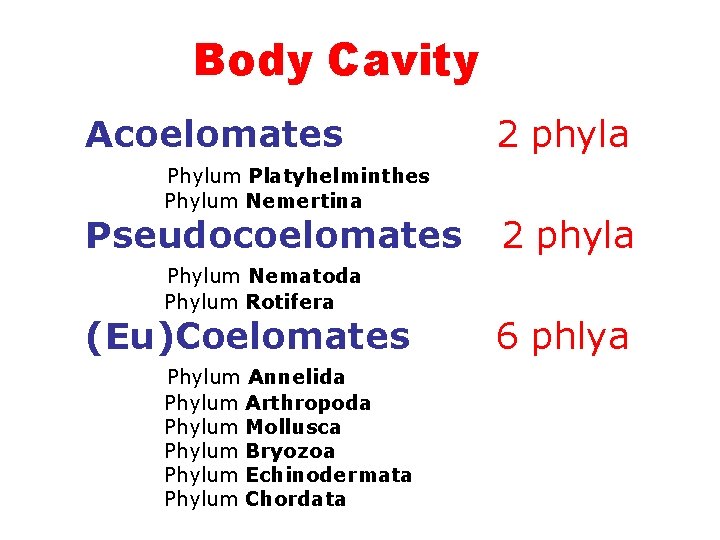 Body Cavity Acoelomates Phylum Platyhelminthes Phylum Nemertina Pseudocoelomates Phylum Nematoda Phylum Rotifera (Eu)Coelomates Phylum