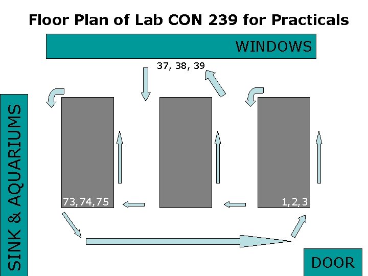 Floor Plan of Lab CON 239 for Practicals WINDOWS SINK & AQUARIUMS 37, 38,