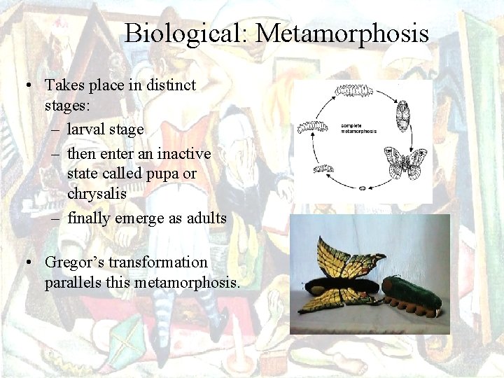 Biological: Metamorphosis • Takes place in distinct stages: – larval stage – then enter