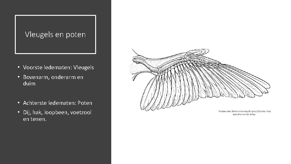 Vleugels en poten • Voorste ledematen: Vleugels • Bovenarm, onderarm en duim • Achterste