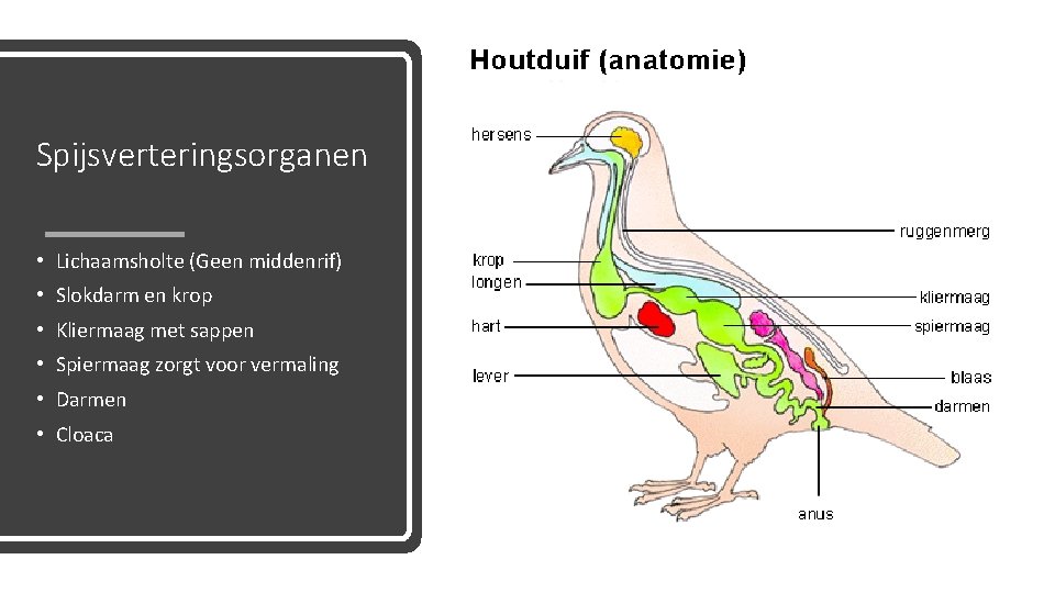 Spijsverteringsorganen • Lichaamsholte (Geen middenrif) • Slokdarm en krop • Kliermaag met sappen •