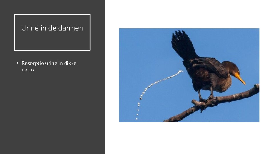 Urine in de darmen • Resorptie urine in dikke darm 