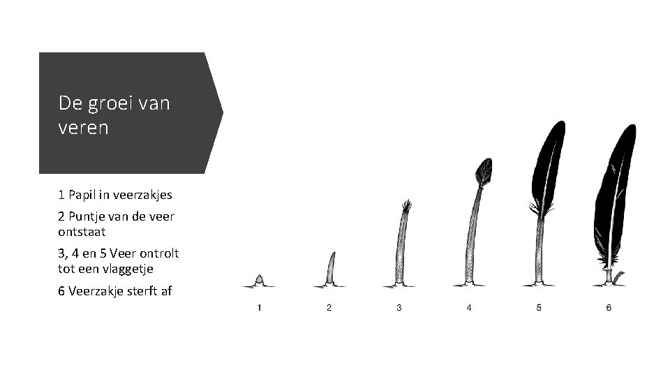 De groei van veren 1 Papil in veerzakjes 2 Puntje van de veer ontstaat