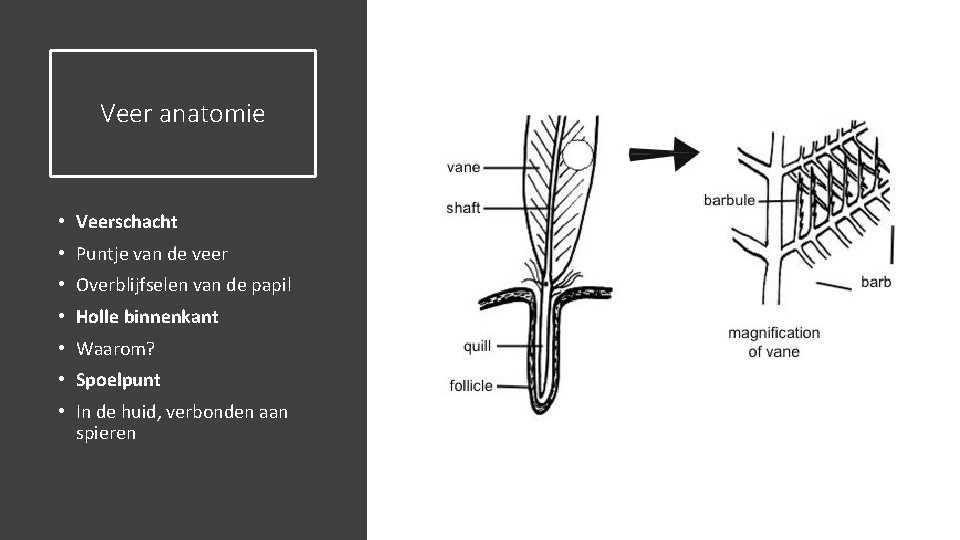 Veer anatomie • Veerschacht • Puntje van de veer • Overblijfselen van de papil