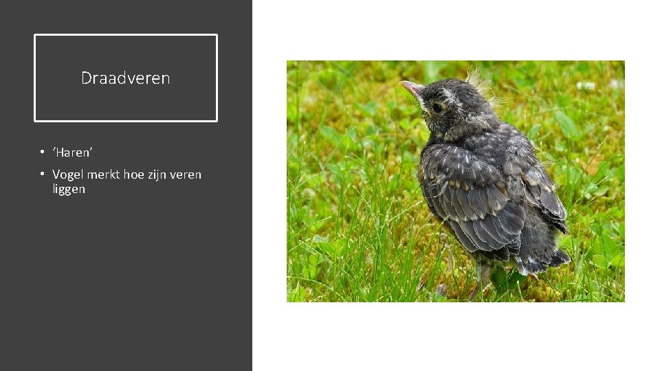 Draadveren • ‘Haren’ • Vogel merkt hoe zijn veren liggen 