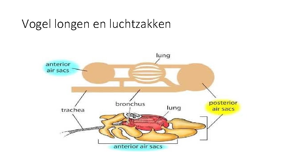 Vogel longen en luchtzakken 