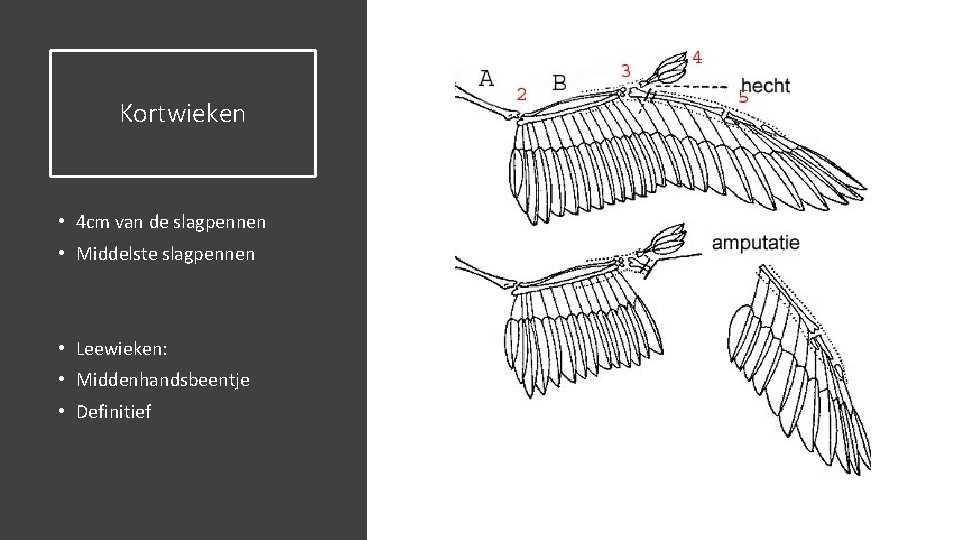 Kortwieken • 4 cm van de slagpennen • Middelste slagpennen • Leewieken: • Middenhandsbeentje