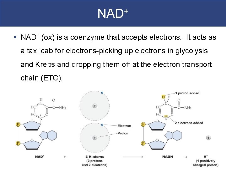 NAD+ § NAD+ (ox) is a coenzyme that accepts electrons. It acts as a