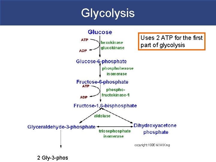 Glycolysis Uses 2 ATP for the first part of glycolysis 2 Gly-3 -phos 