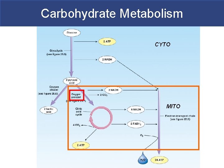 Carbohydrate Metabolism CYTO MITO 